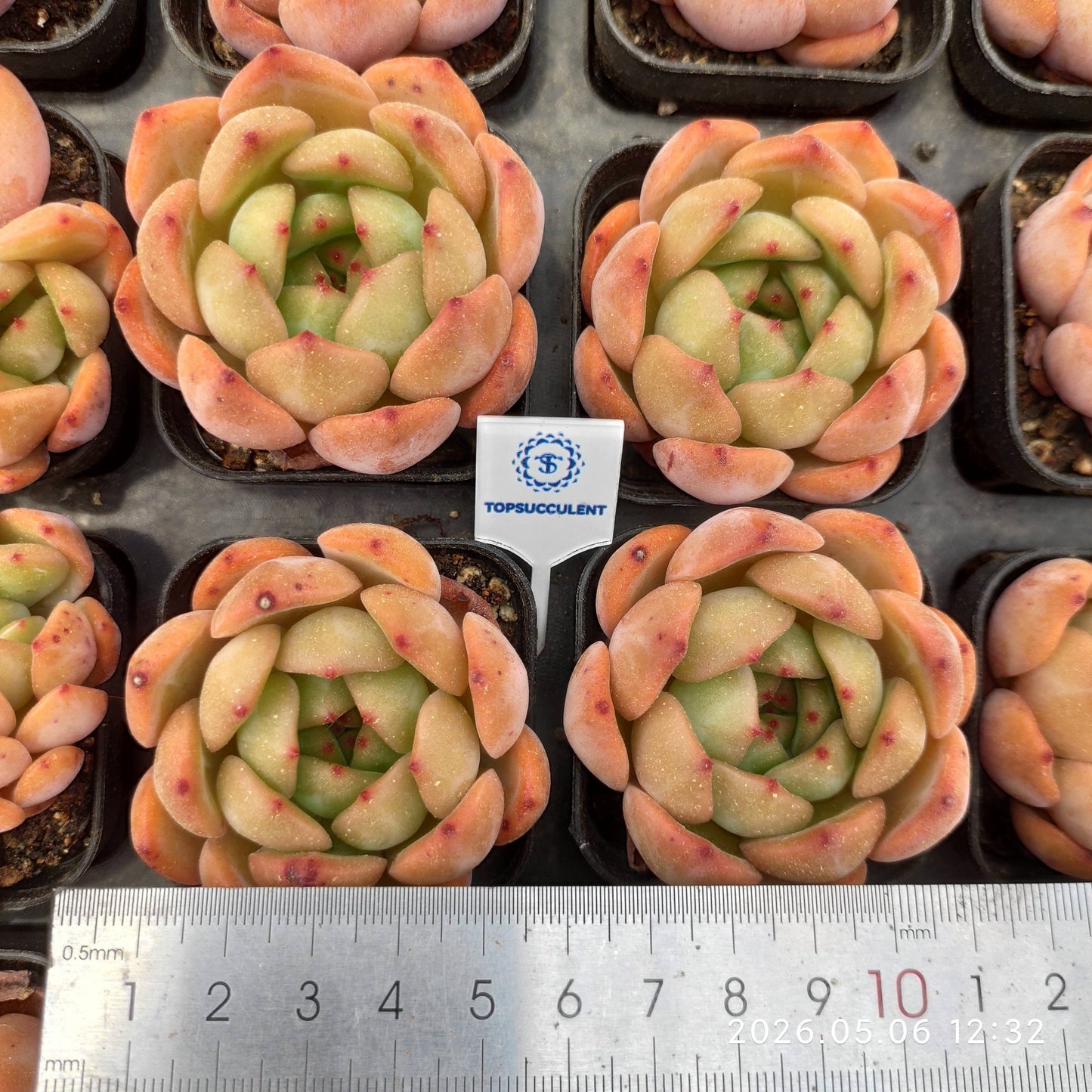 360119 Echeveria Red Monroe (5.5cm pot size)