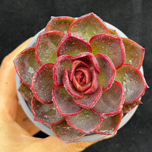 BL2031 Echeveria Traffic Light(9cm pot size)