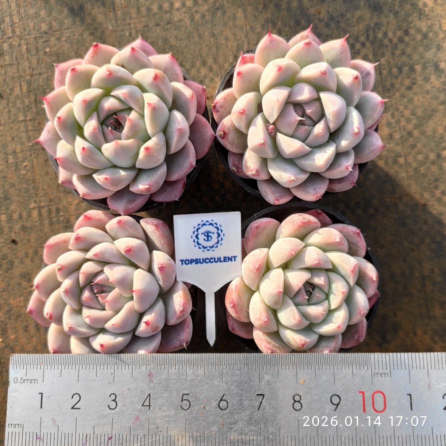 50186 Echeveria Alba Beauty (5.5cm pot size)