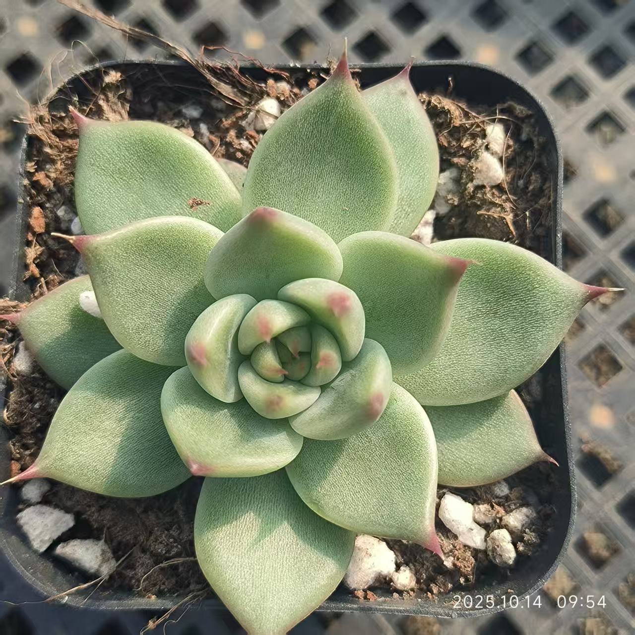 LYC152 Echeveria Tuscany(6.5cm pot size)