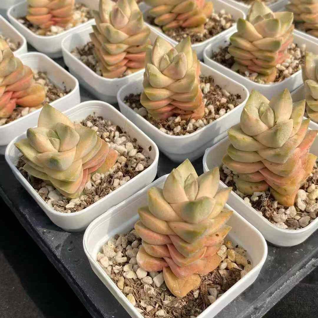 7910 Echeveria Moonglow Variegated (5.5cm pot size)