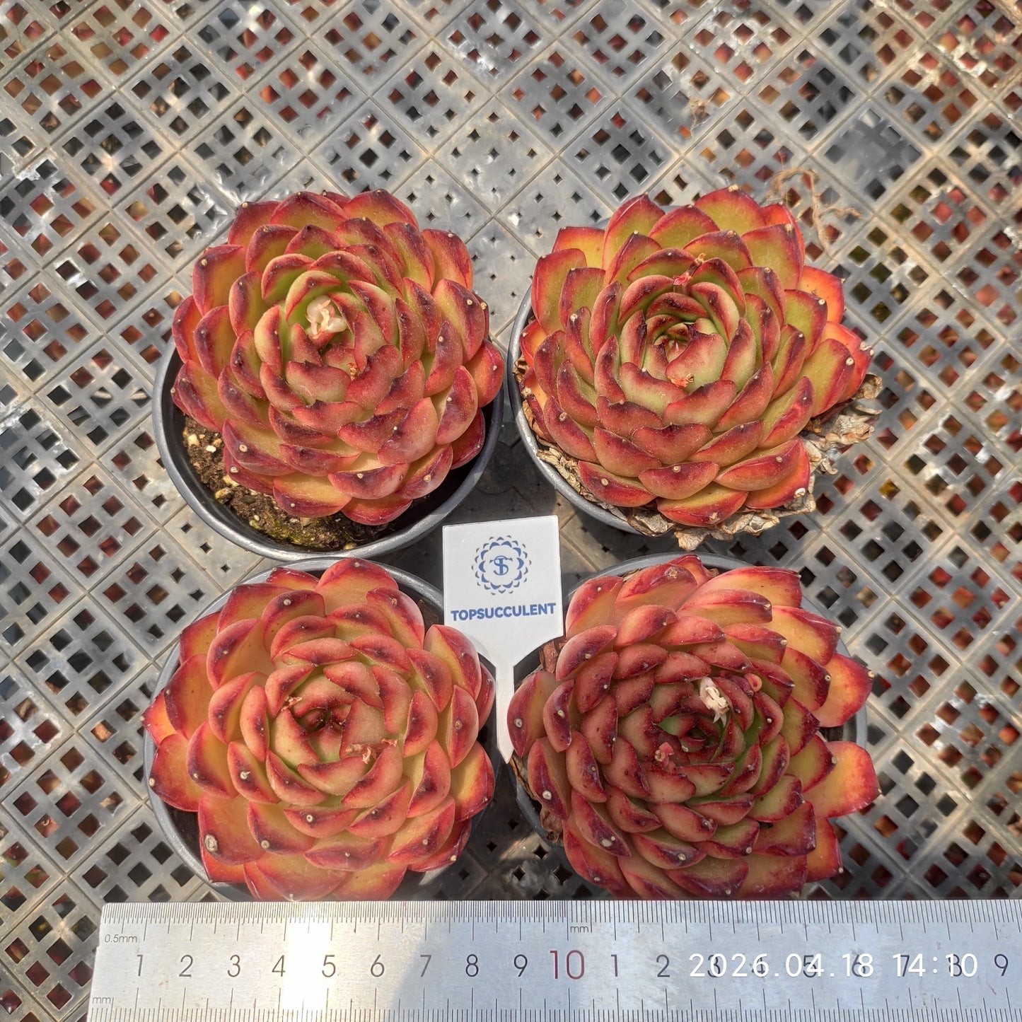 2809 Echeveria Red Moran (9cm pot size)