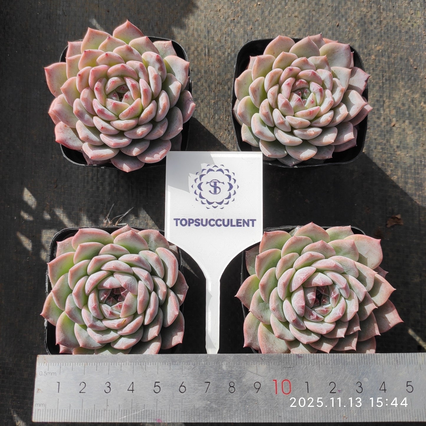 9000 Echeveria Sugar Crystal (7cm pot size)