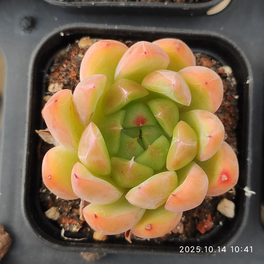 WWA299 Echeveria Ice Mountain(5.5cm pot size)