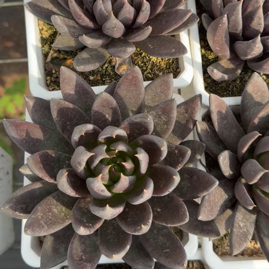 24941 Echeveria Dark Knight (14cm pot size)