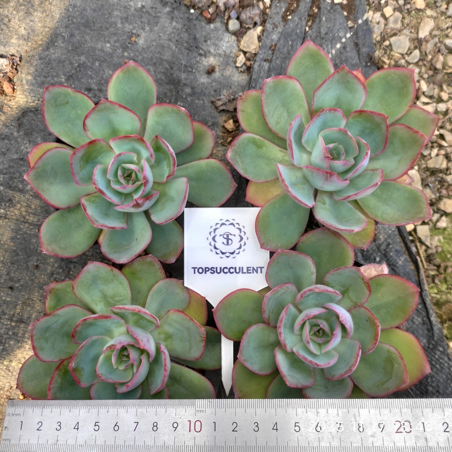 0382 Echeveria Neon Light (9cm pot size)