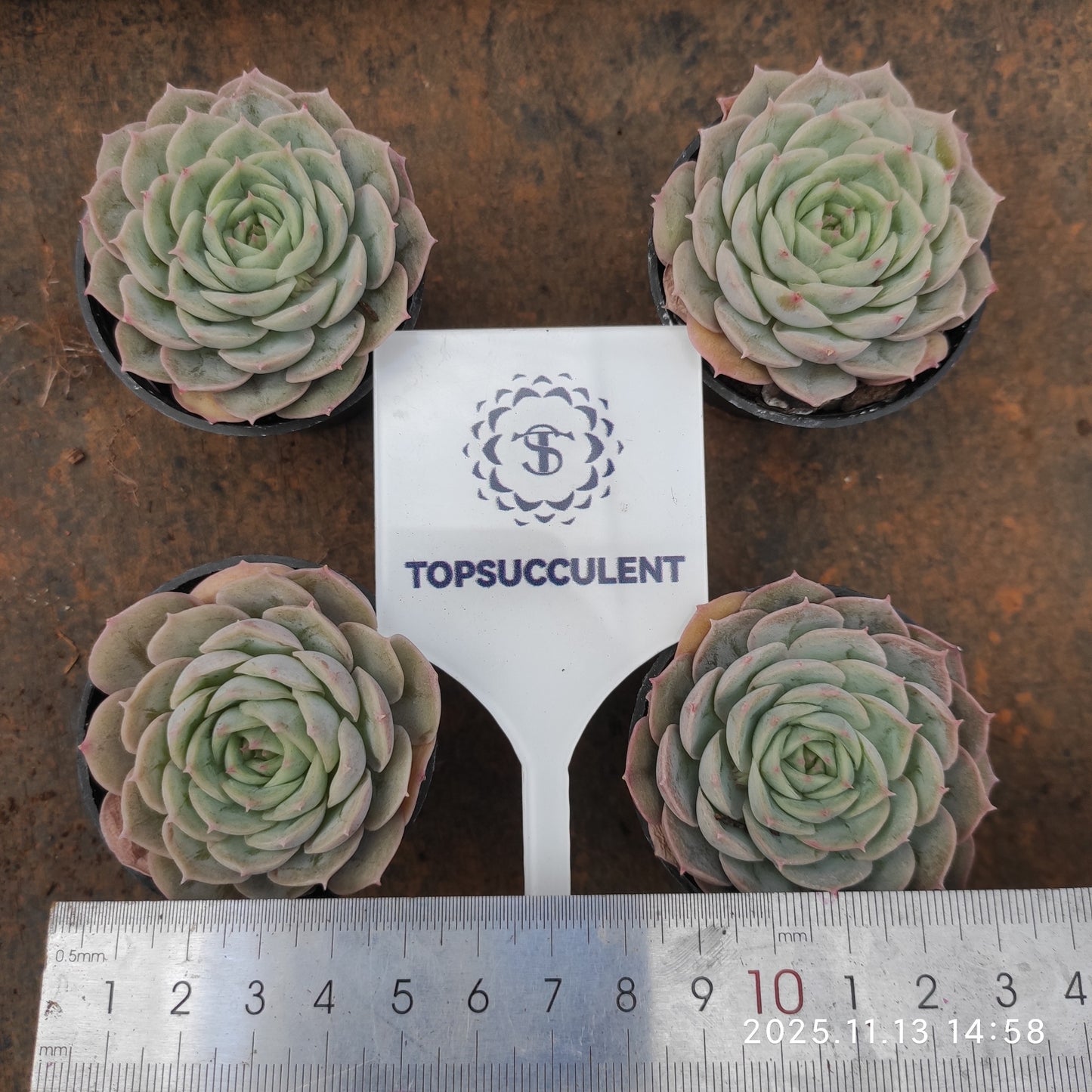 4878 Echeveria Onslow (5.5cm pot size)