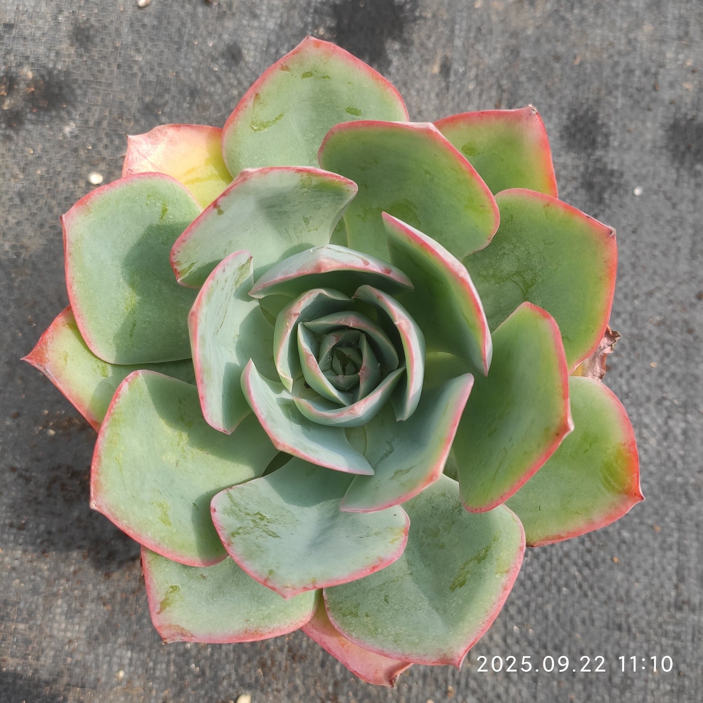 ZAJ068 Echeveria Blue Light(11cm pot size)