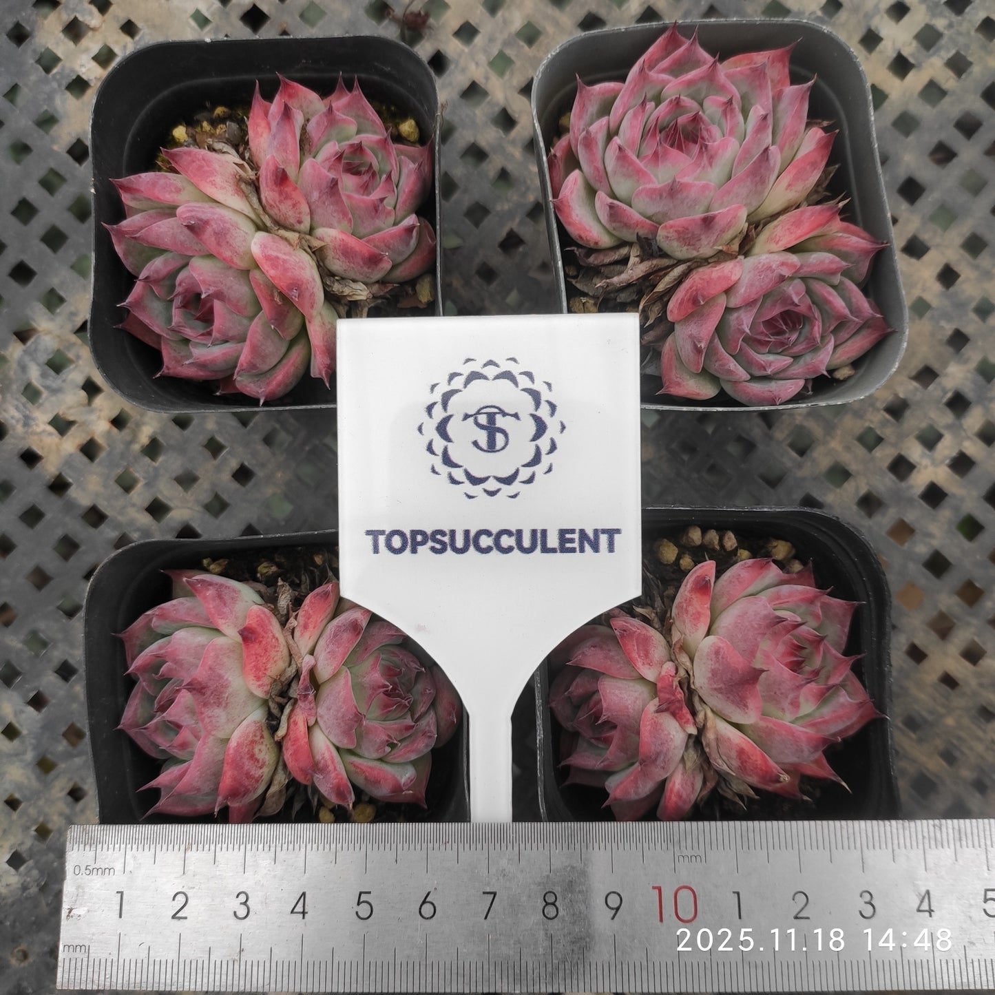 22908 Echeveria Colorata (6.5cm pot size)