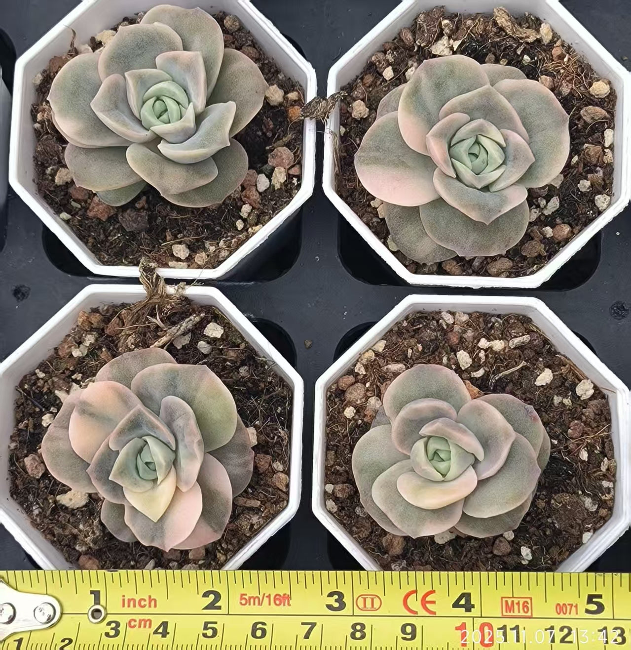 20607 Echeveria Lovely Rose Variegated (6.5cm pot size)