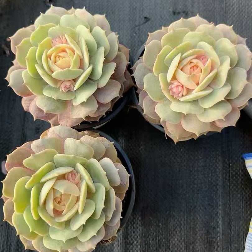 25171 Echeveria Pink Butterfly (9cm pot size)