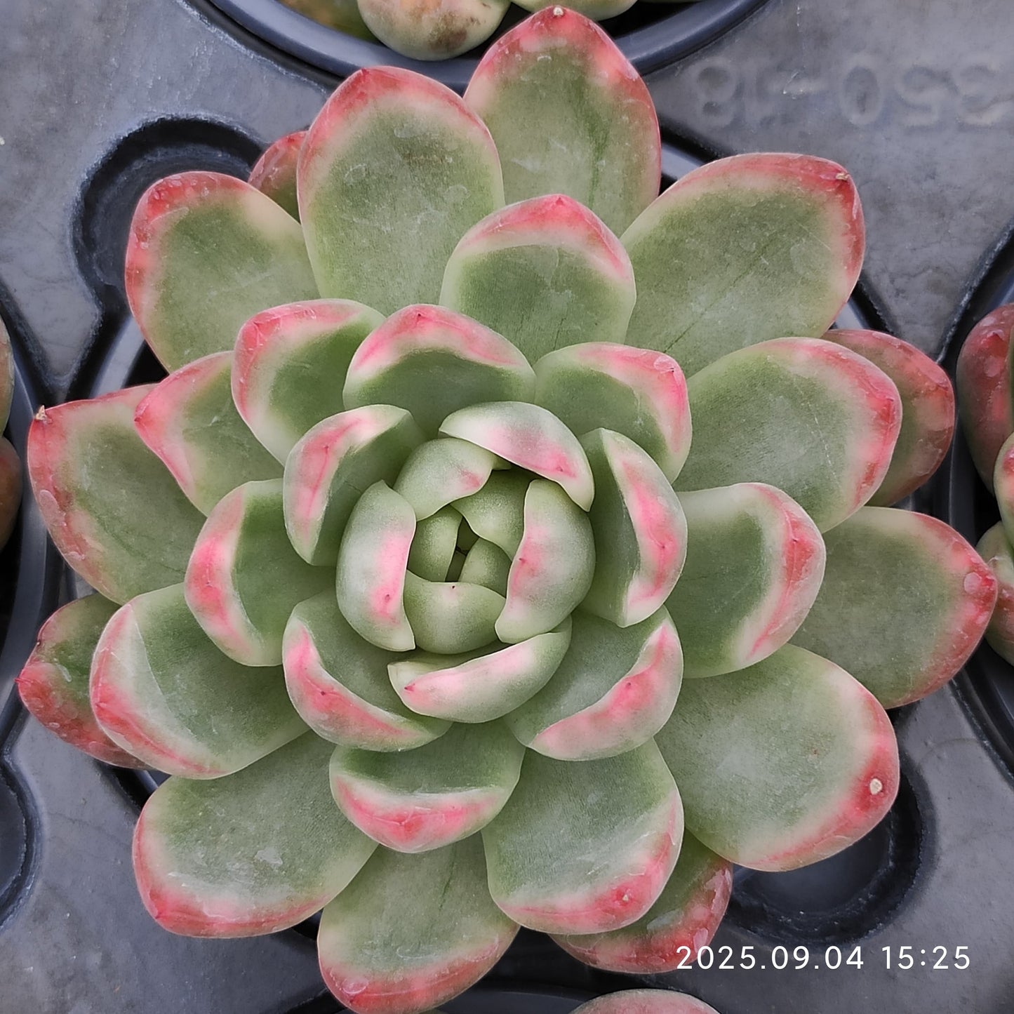 MMY859 Echeveria Crystal Jenny(9cm pot size)