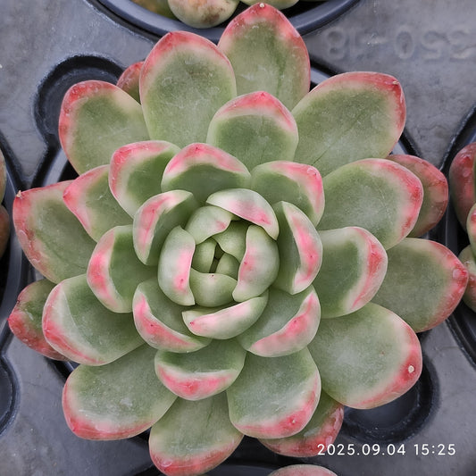 MMY859 Echeveria Crystal Jenny(9cm pot size)