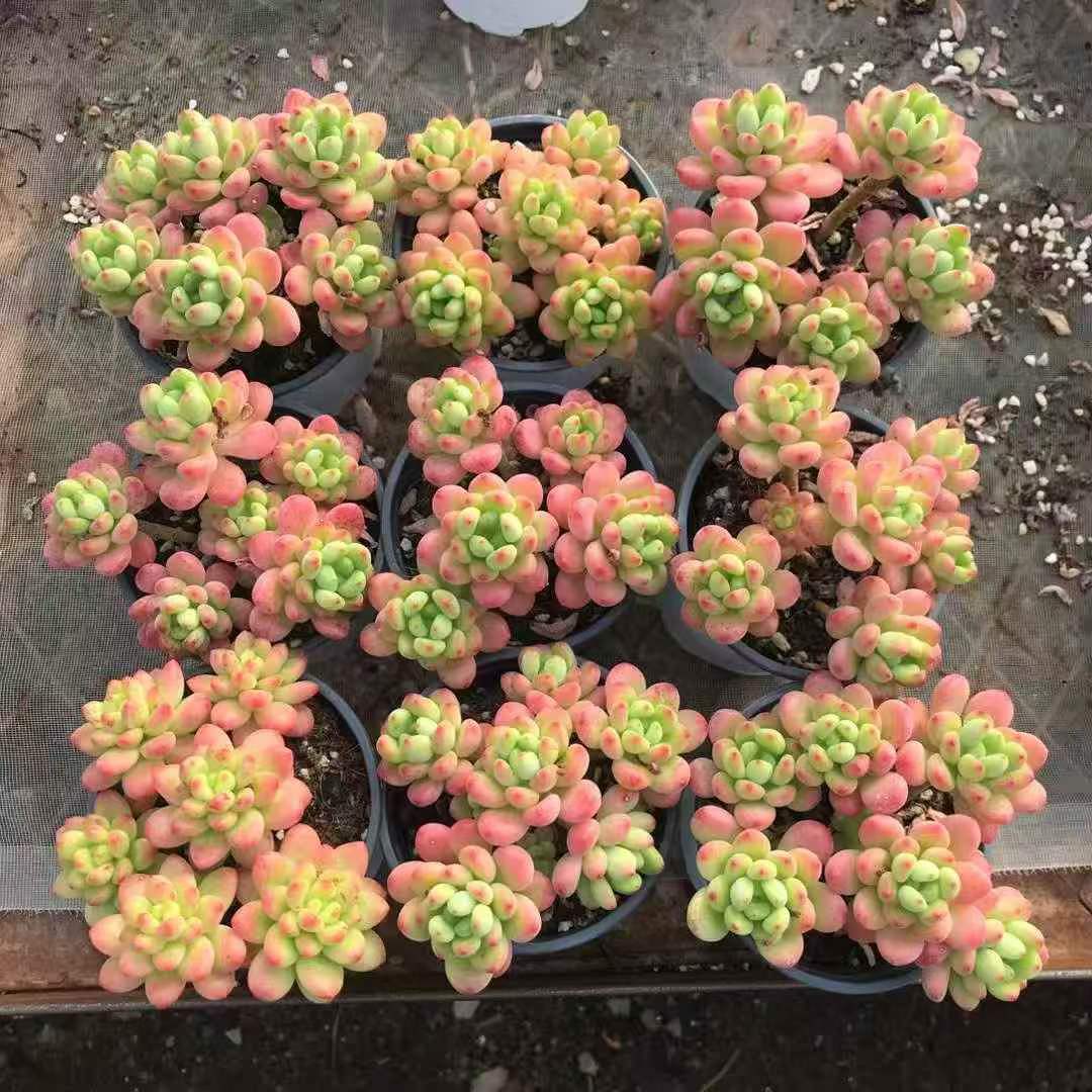 264041 Echeveria Lemon Variegated (9cm pot size)