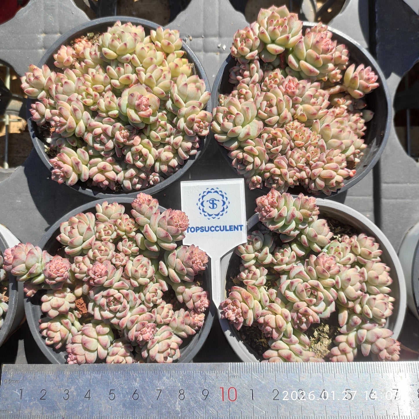 23225 Echeveria Caramel Sprite (9cm pot size)