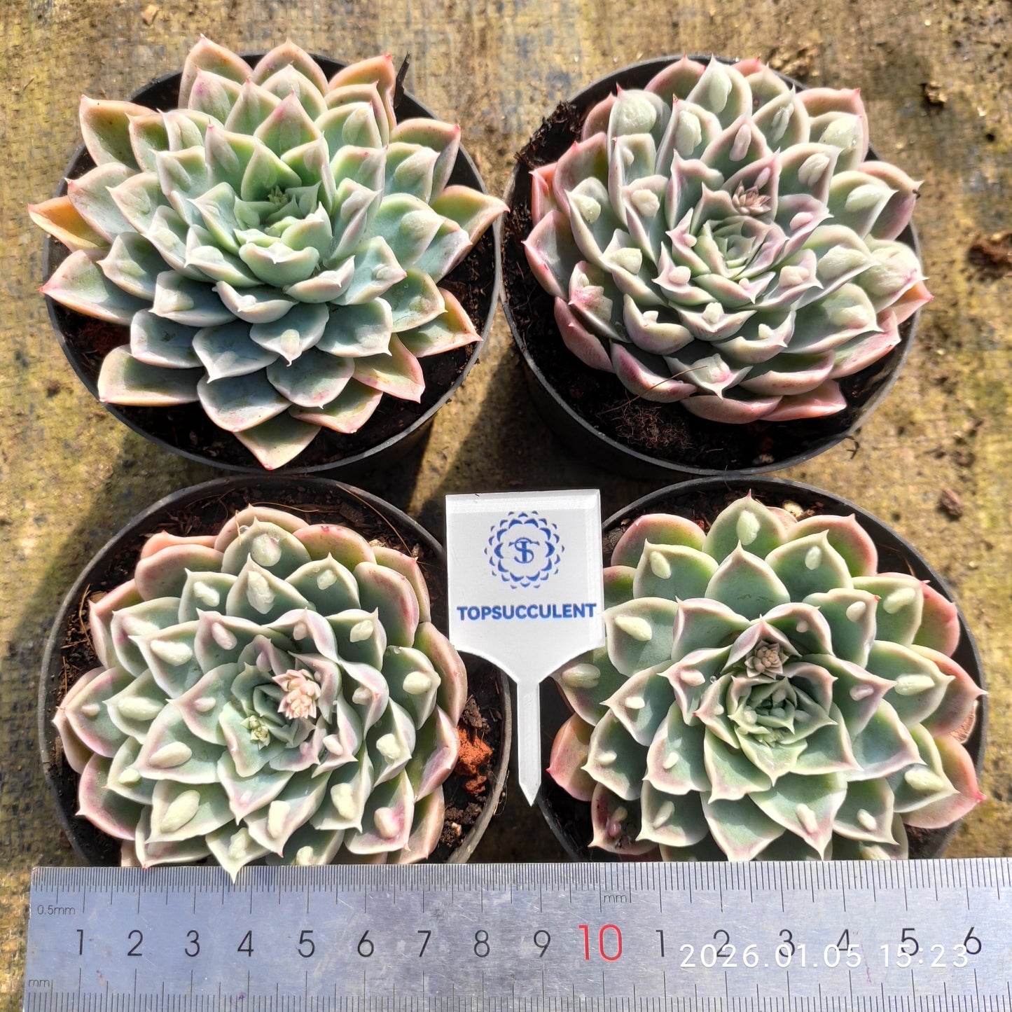 24313 Echeveria Ice Rain (10cm pot size)