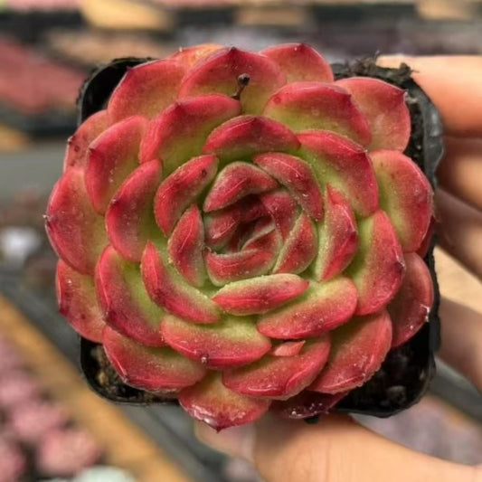 QNY195 Echeveria Rose Garden(7cm pot size)