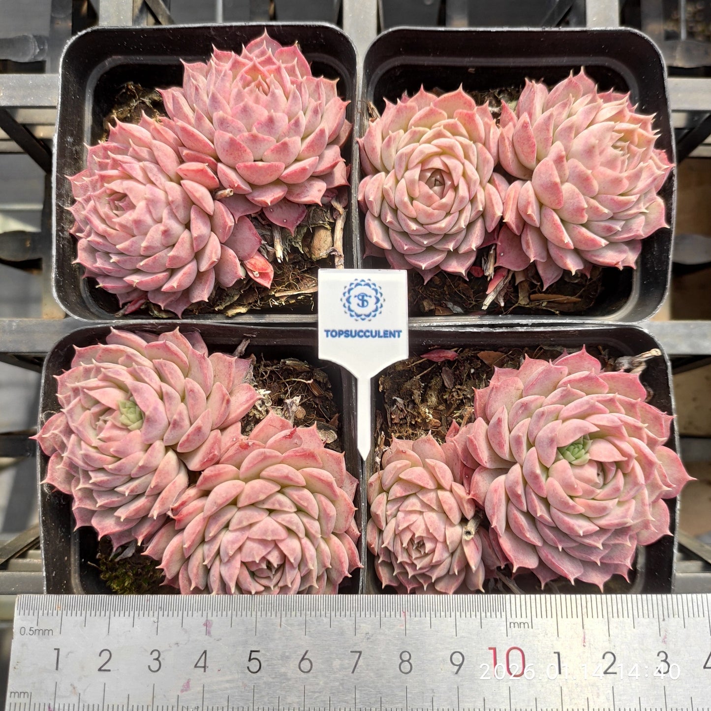 22447 Echeveria Sharlot Rose (7cm pot size)
