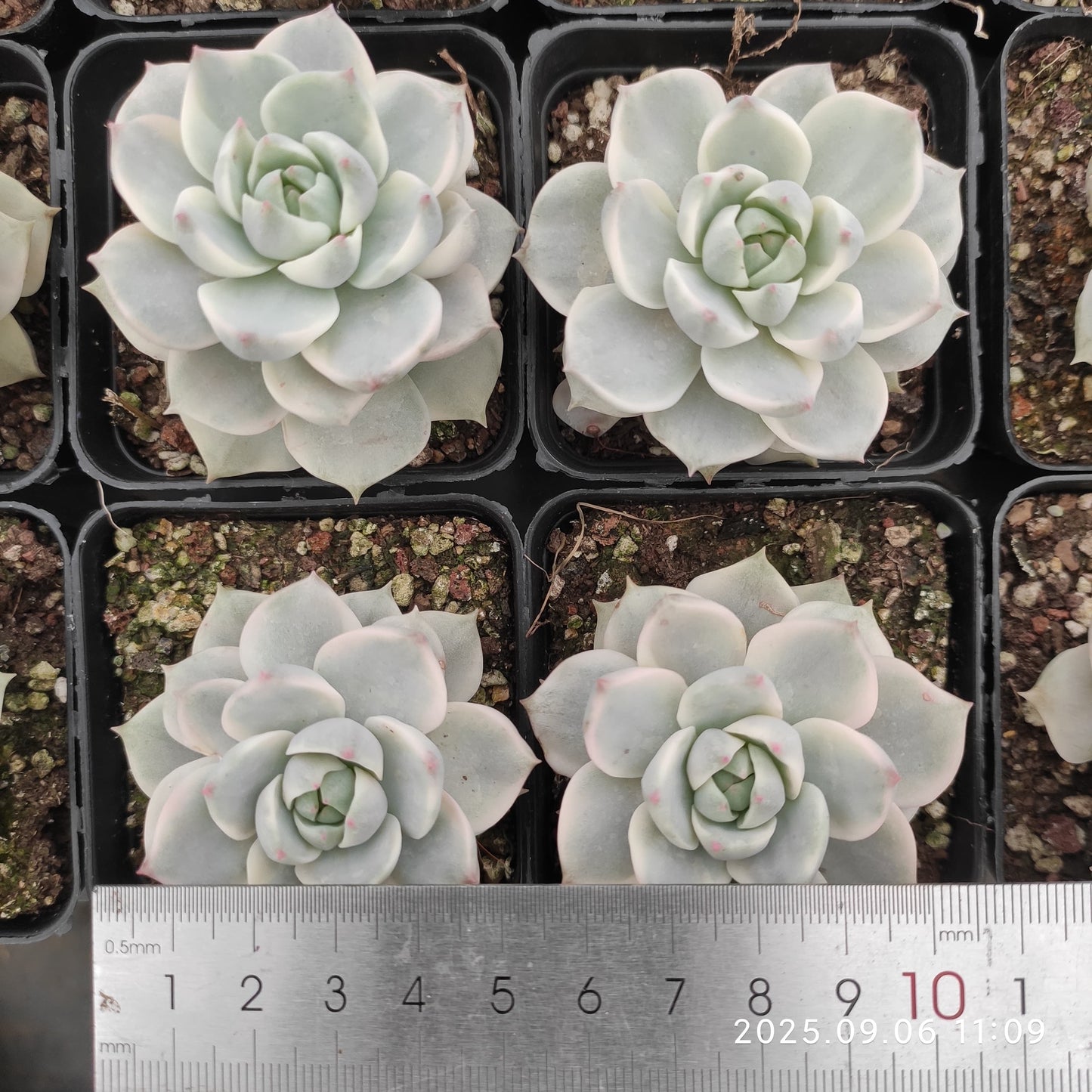 RC148 Echeveria Nuda Variegated(7cm pot size)