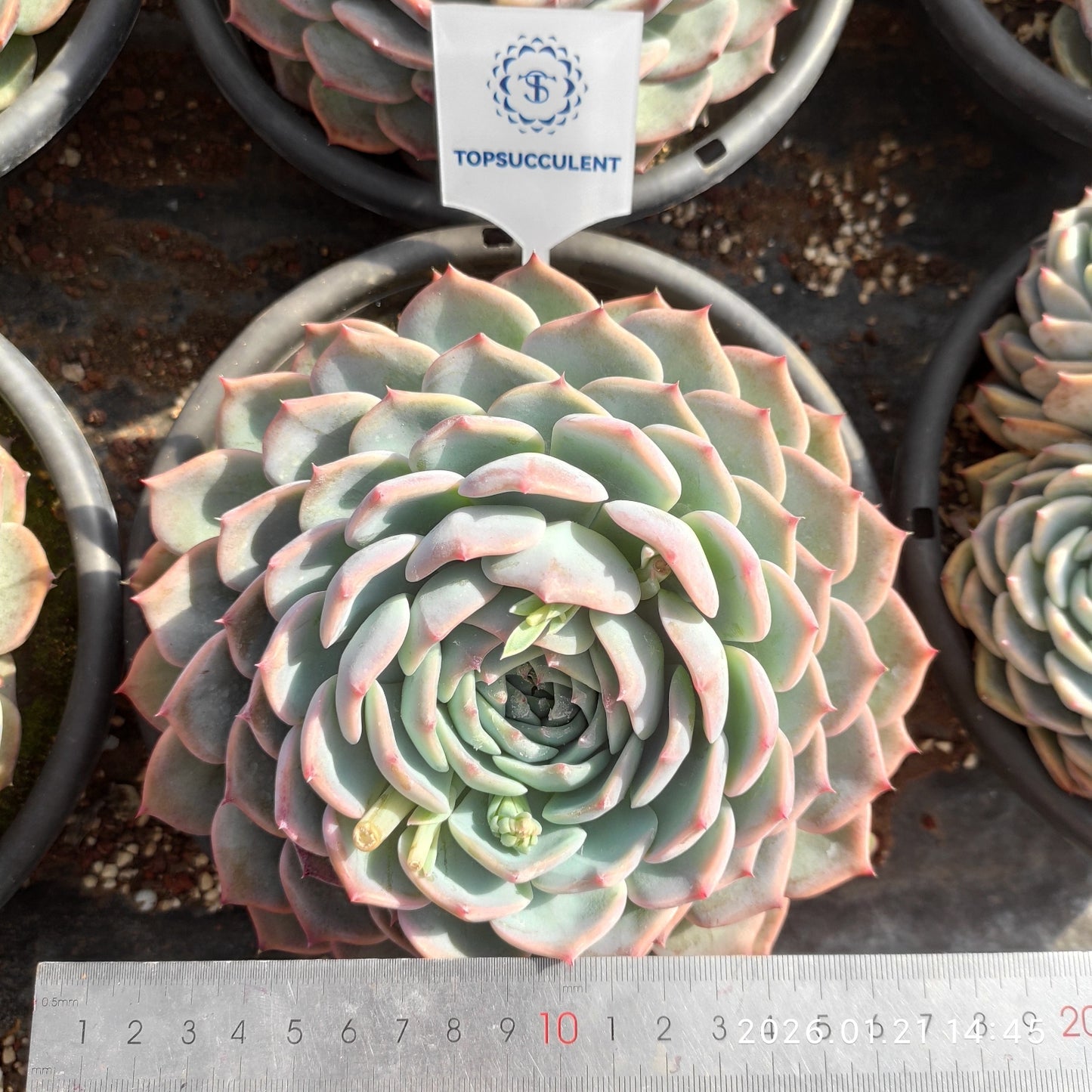 25123 Echeveria Colorata (18cm pot size)