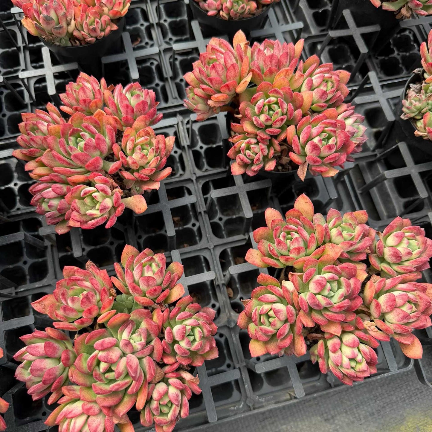 360358 Echeveria Minibelle (9cm pot size)