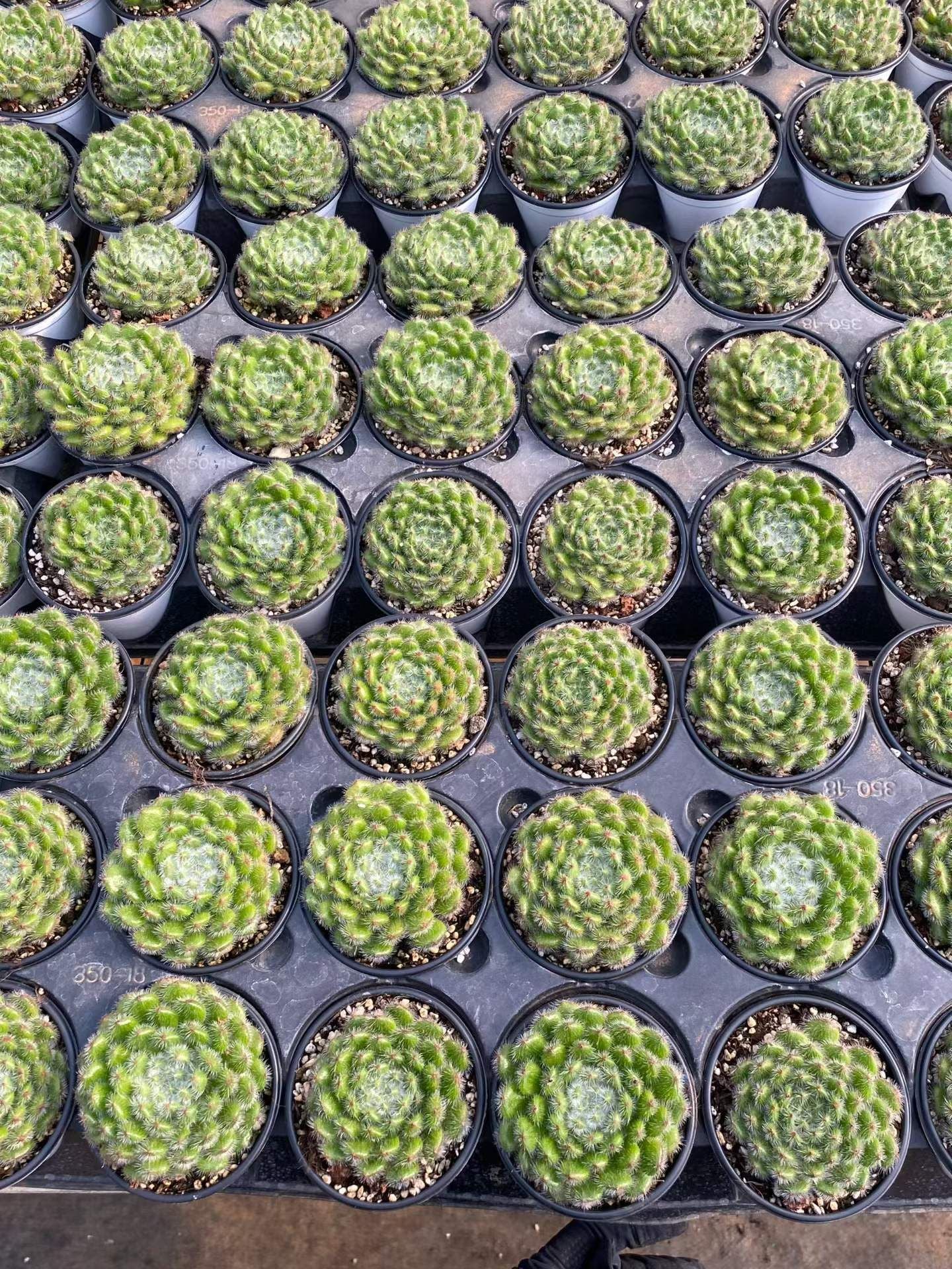 361735 Echeveria Golden Fruit (9cm pot size)