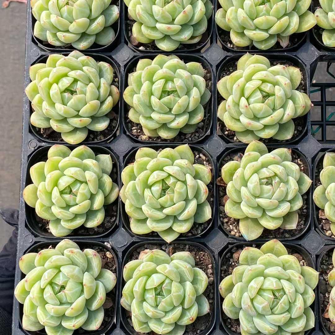 360429 Echeveria Snowflake Jenny (6.3cm pot size)