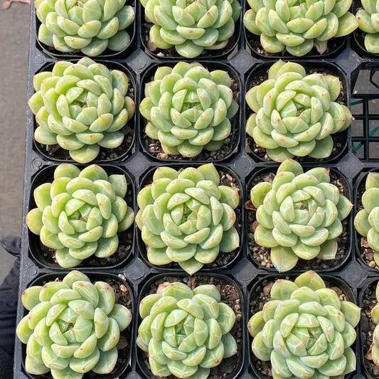 360429 Echeveria Snowflake Jenny (6.3cm pot size)