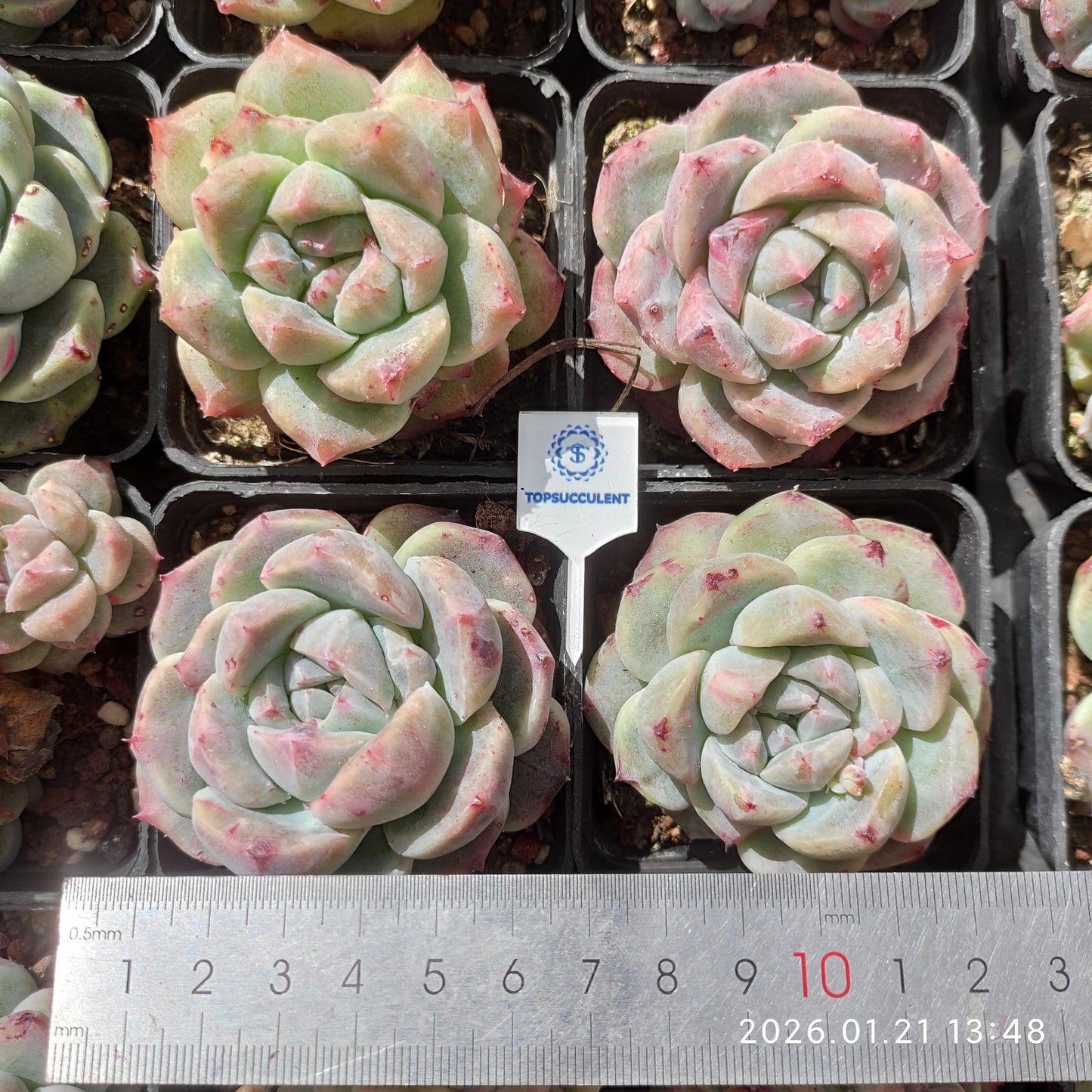 19314 Echeveria Ice Mound (7cm pot size)