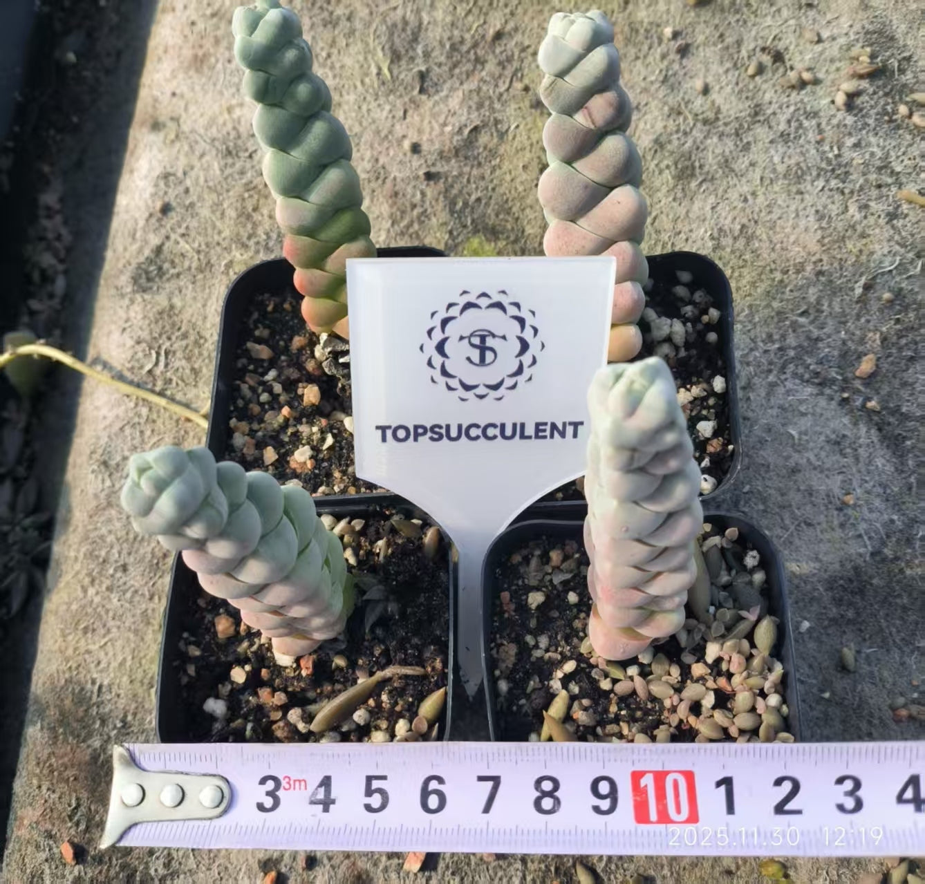 15095 Crassula Arta (6.5cm pot size)