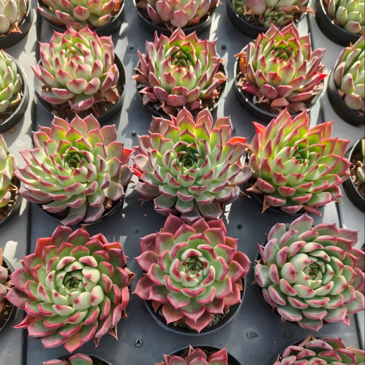 21409 Echeveria Black Night (9cm pot size)