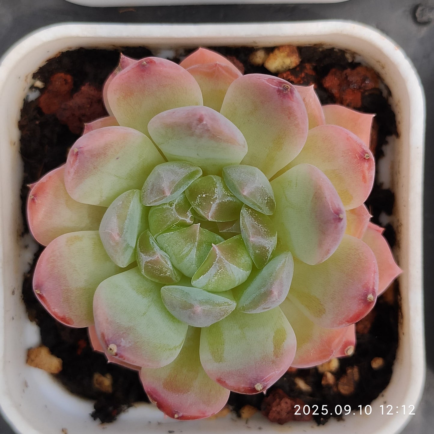 HG017 Echeveria Pure Love x Ariel(7cm pot size)