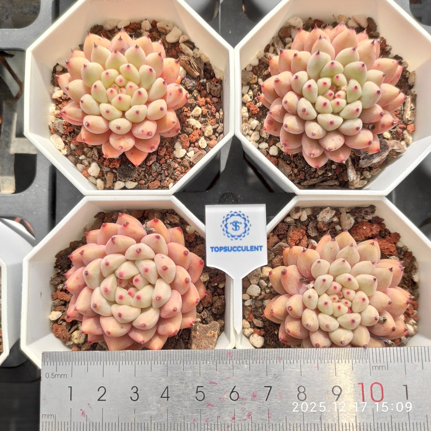 14283 Echeveria Zaragosa Angel (7cm pot size)