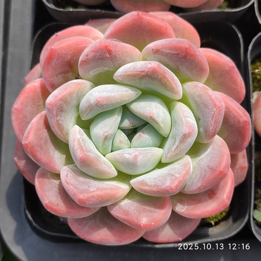 QN848 Echeveria Crystal Lake(7cm pot size)