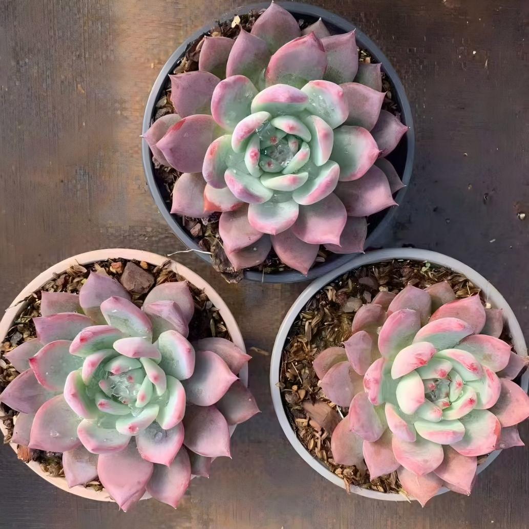 24234 Echeveria Original Colorata (12cm pot size)