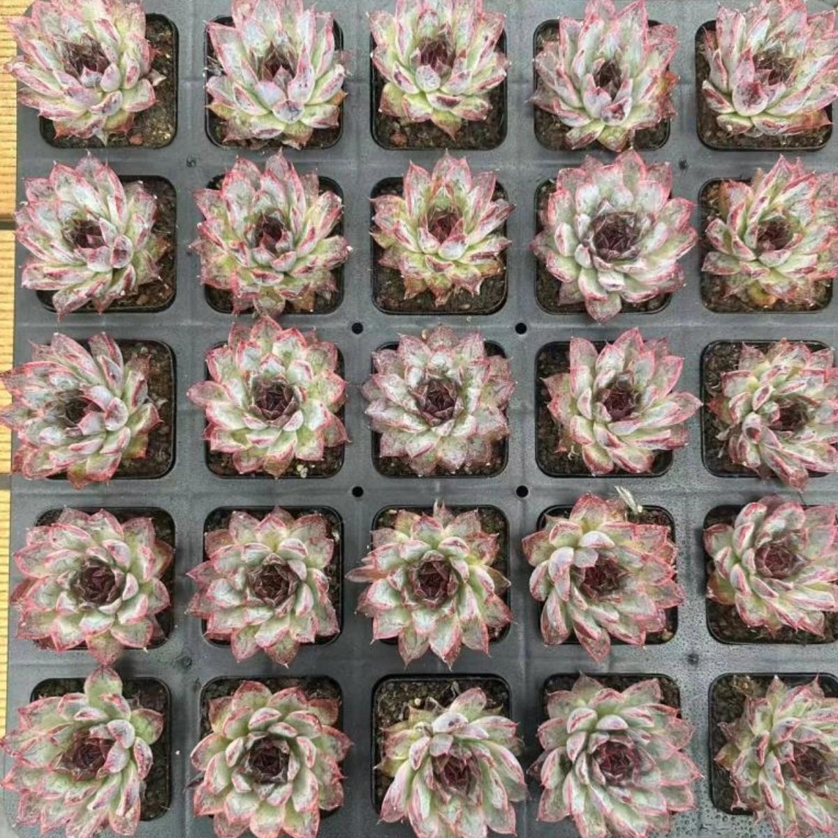 22636 Echeveria Suspense (7cm pot size)