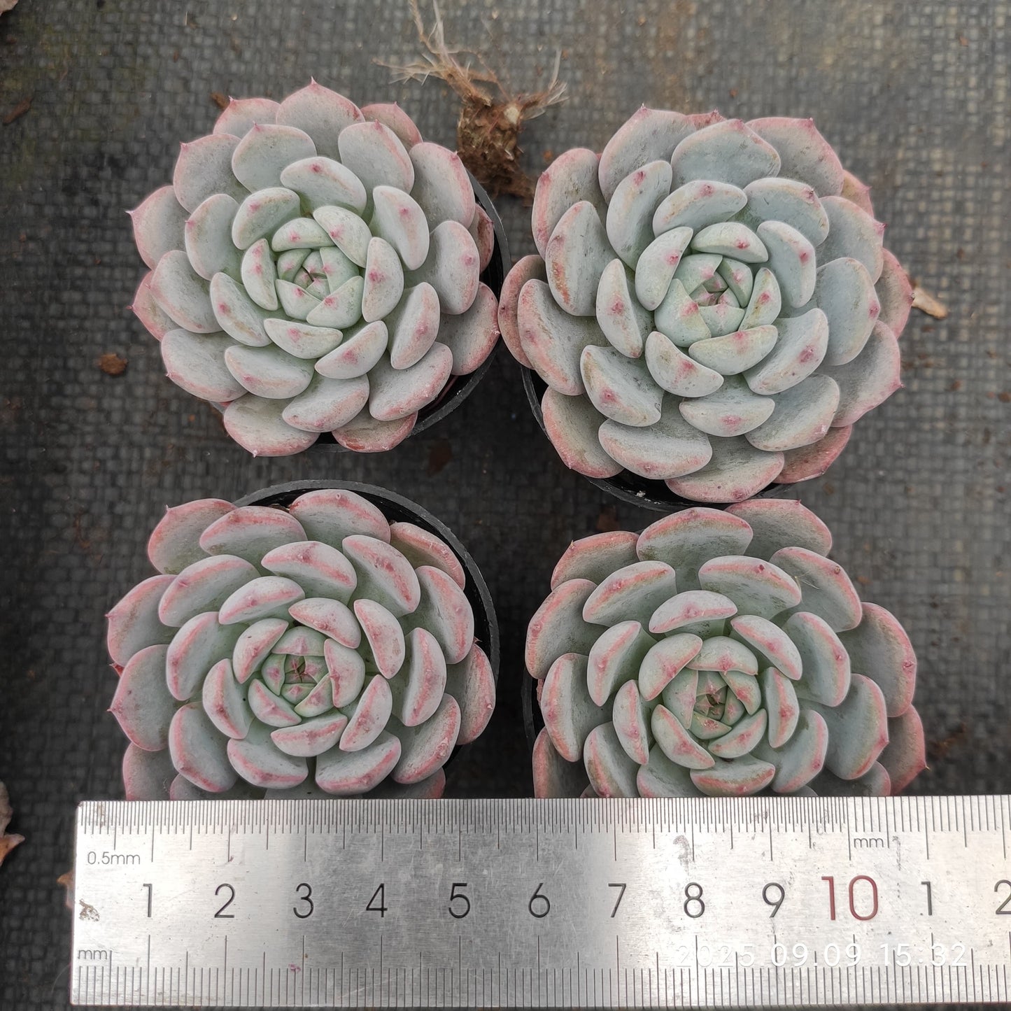 9005 Echeveria Magpie Bridge (7cm pot size)