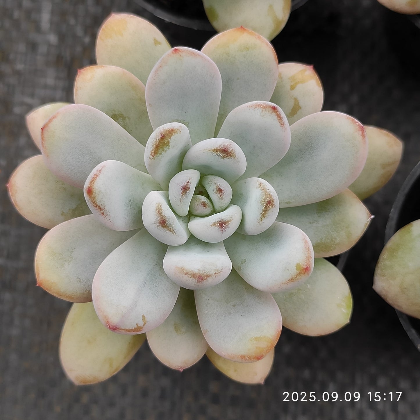MMT860 Echeveria Spark Snow(5.5cm pot size)