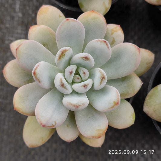 MMT860 Echeveria Spark Snow(5.5cm pot size)