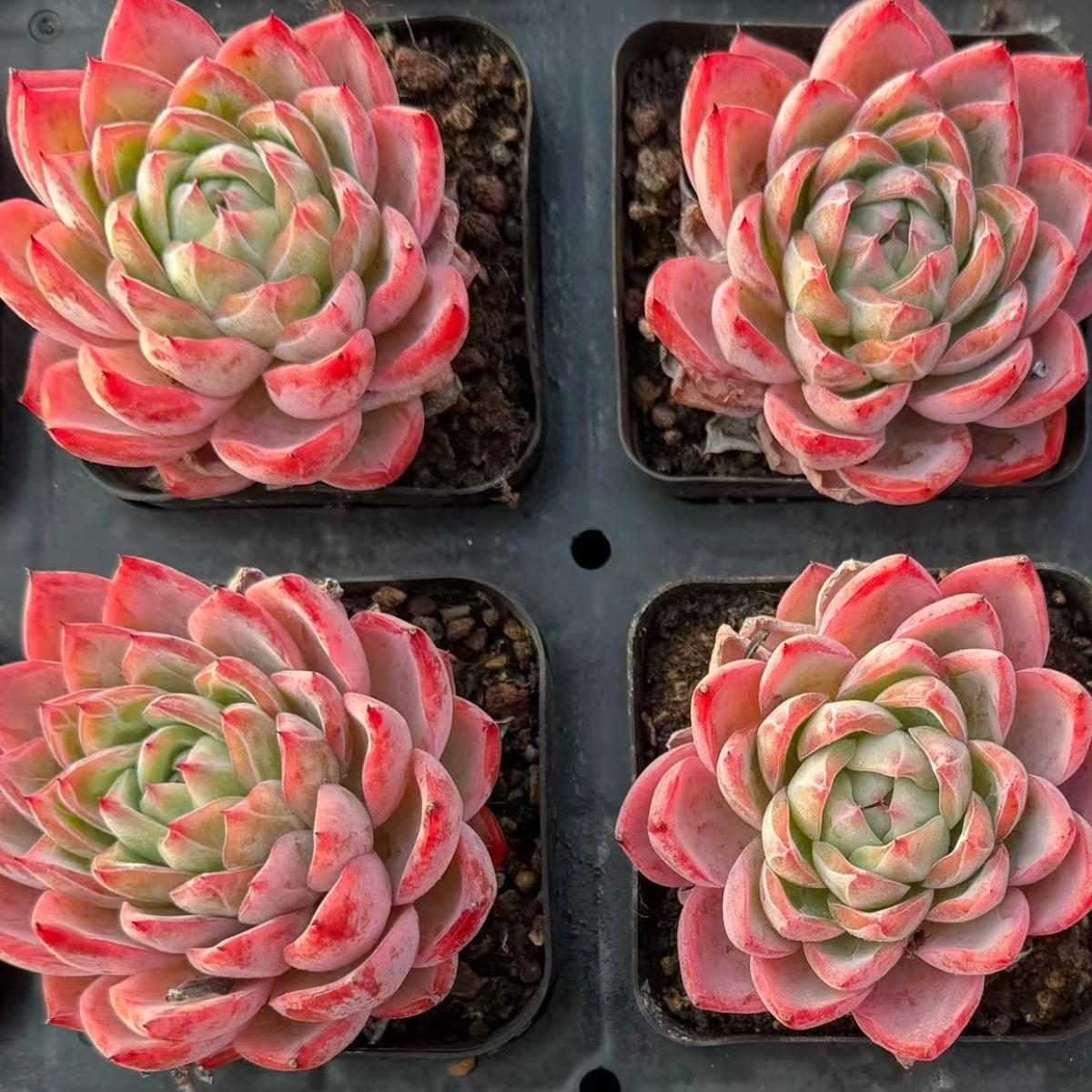 21977 Echeveria Crystal Grass (6cm pot size)