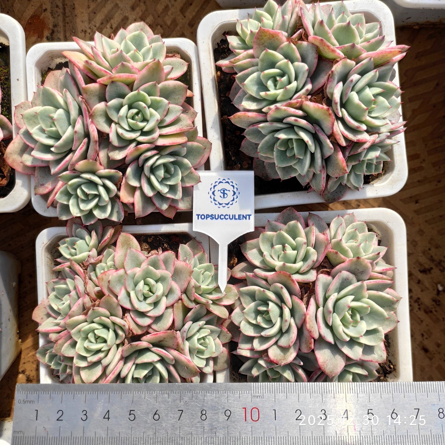 24120 Echeveria Peaches & Cream Variegated (9cm pot size)