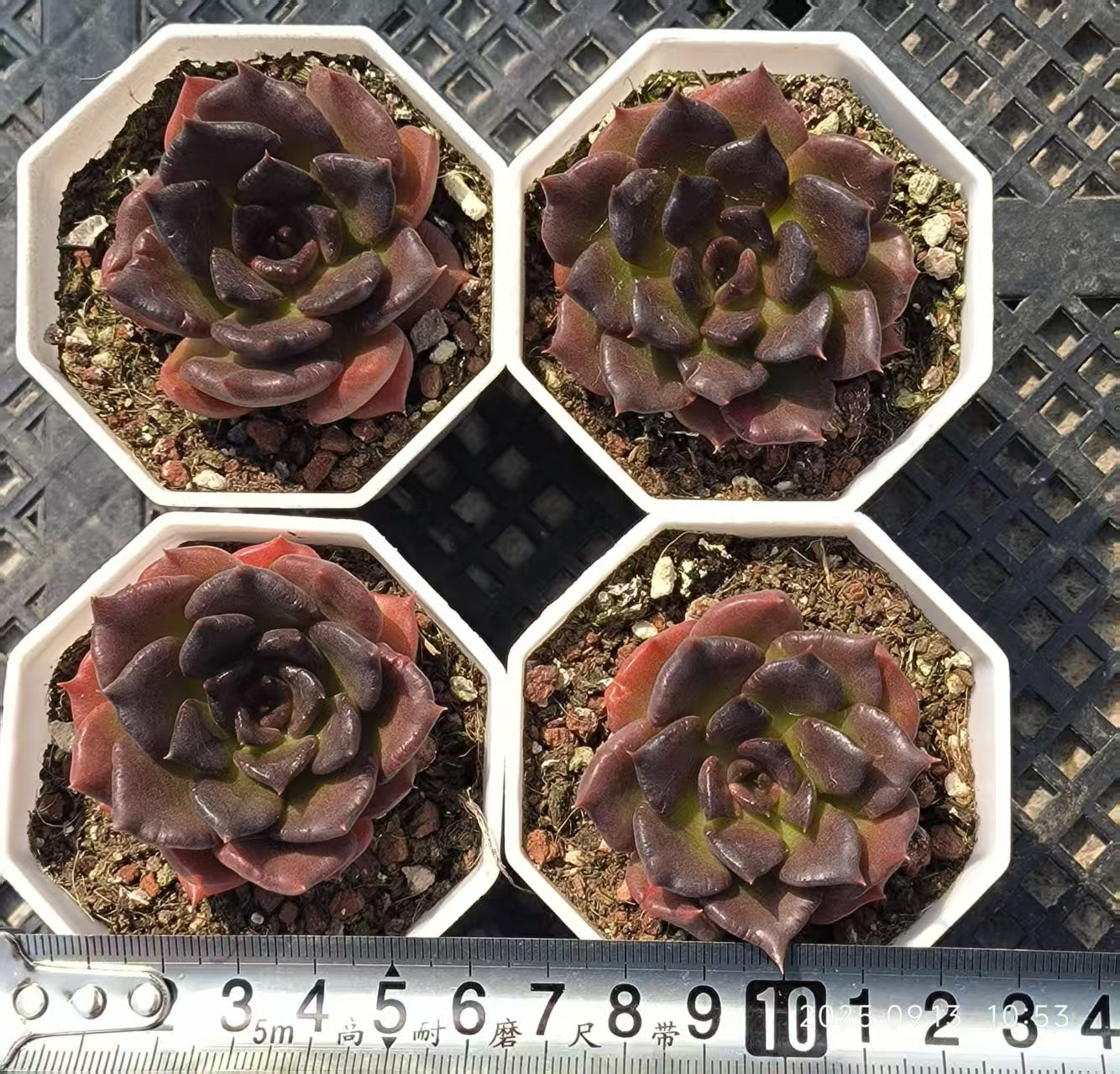 21028 Echeveria Black Madiba (6.5cm pot size)