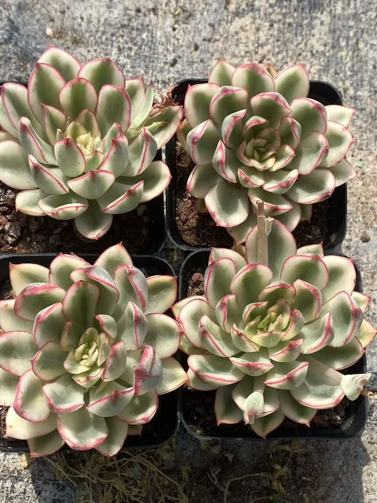 26624 Echeveria Red Flower Queen Variegated (7cm pot size)