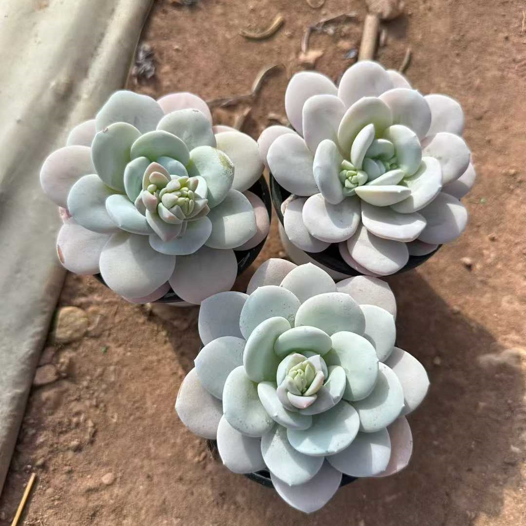 25717 Echeveria Laui (9cm pot size)