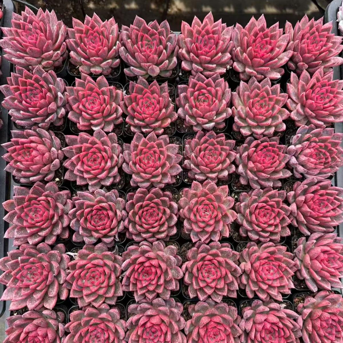 22624 Echeveria West Wind (7cm pot size)