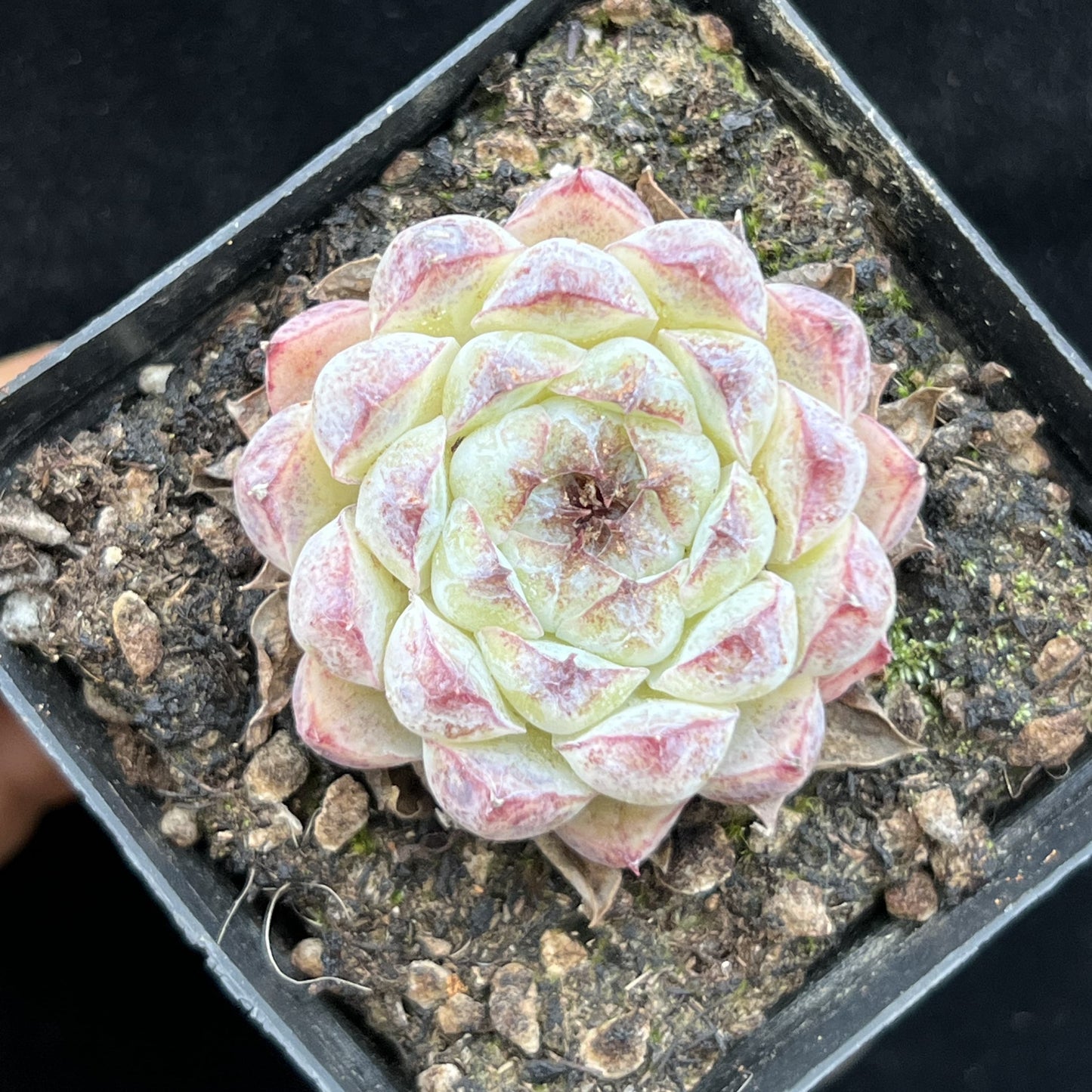 10622 Echeveria White Soojeong (7cm pot size)