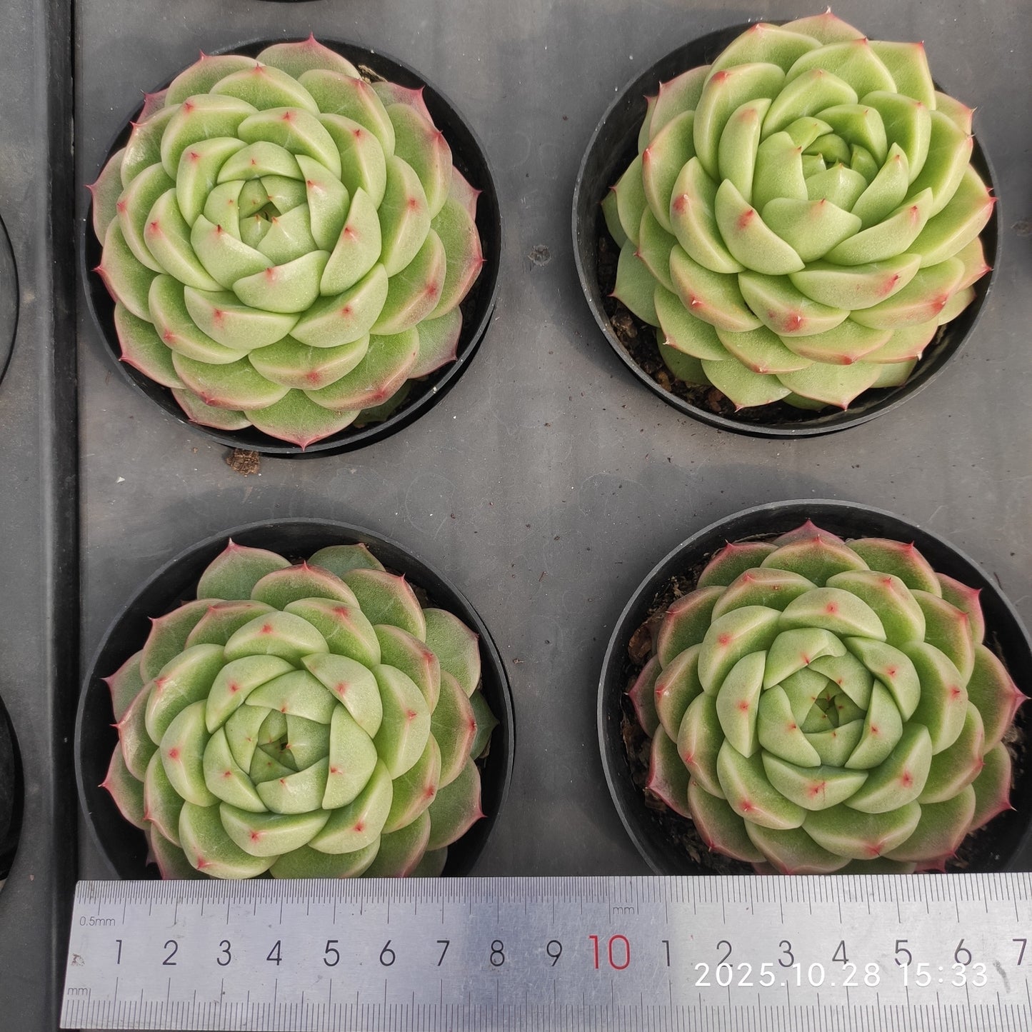 12603 Echeveria Color Jenny (9cm pot size)