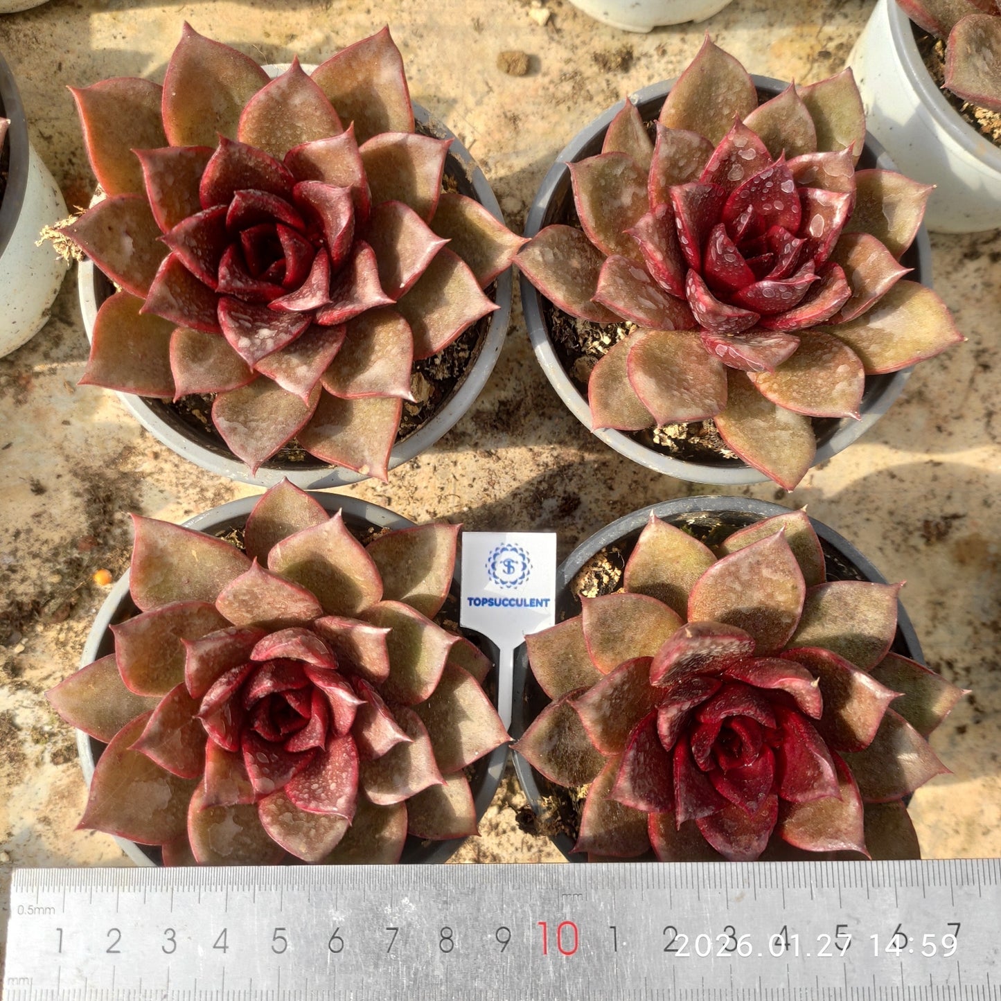 21958 Echeveria Red Rose (9cm pot size)