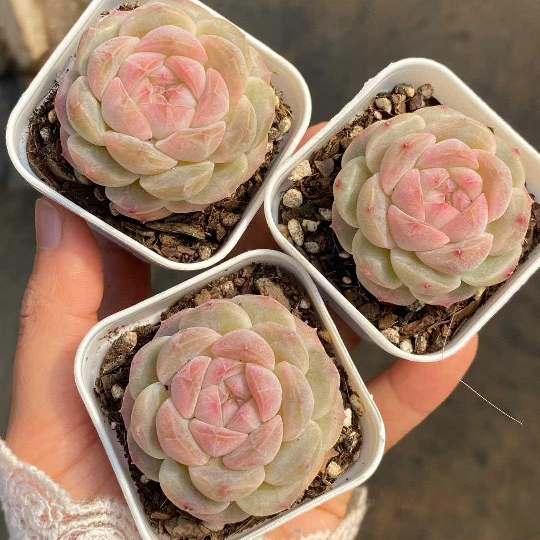 14444 Echeveria Snow Blue (5.5cm pot size)