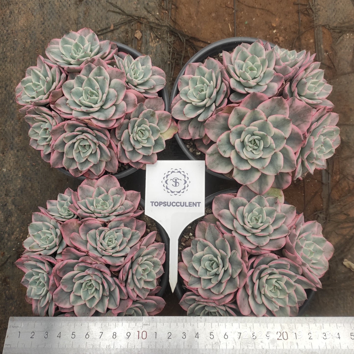 22695 Echeveria Peaches & Cream Variegated (9cm pot size)